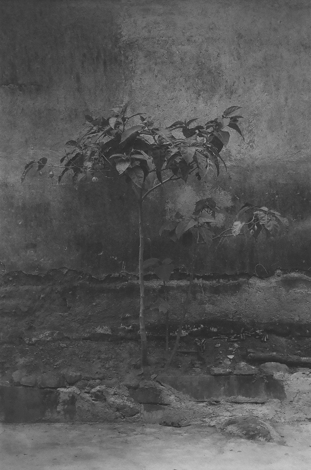 Archillect ID 272233