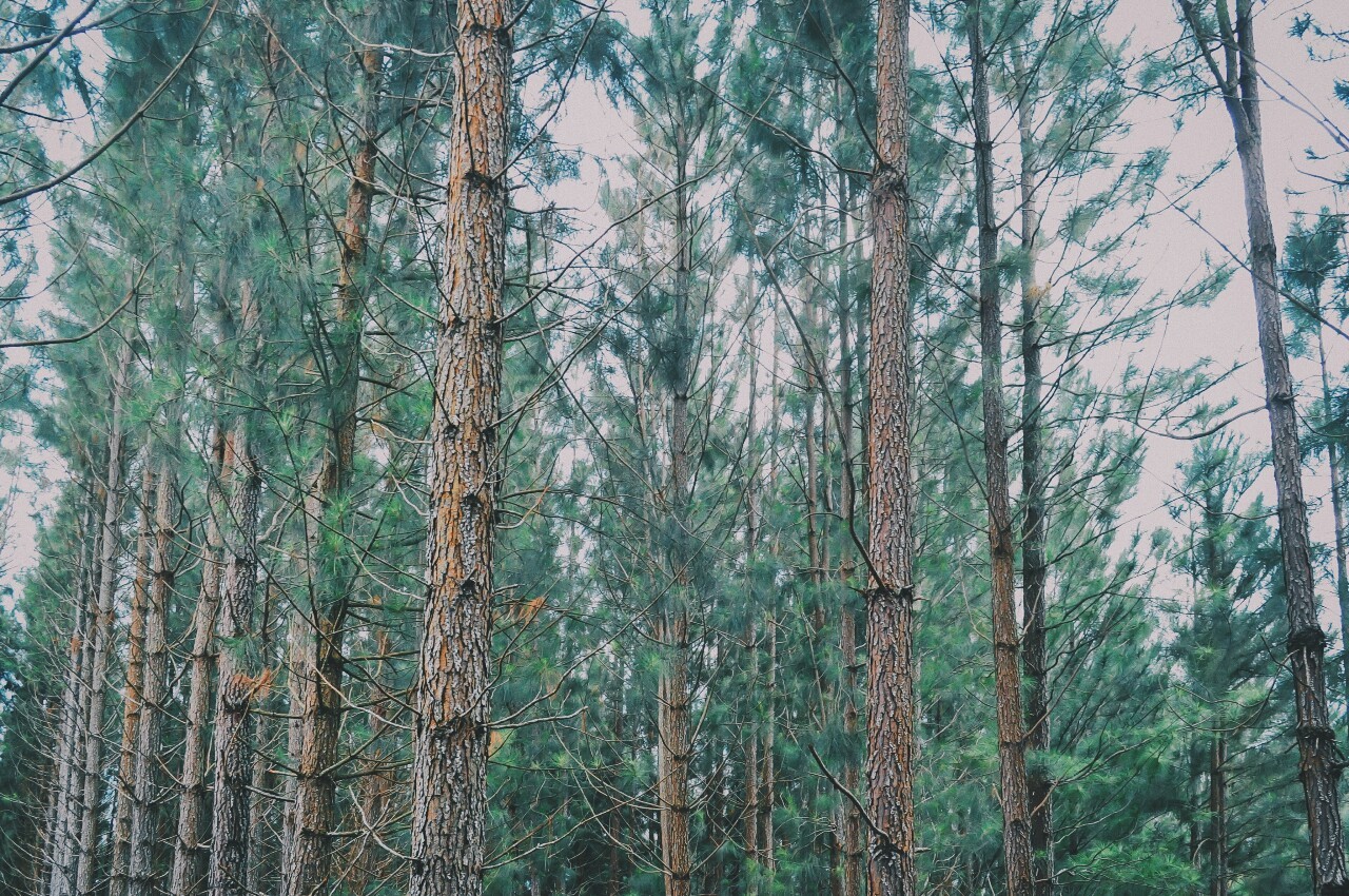 Archillect ID 277960