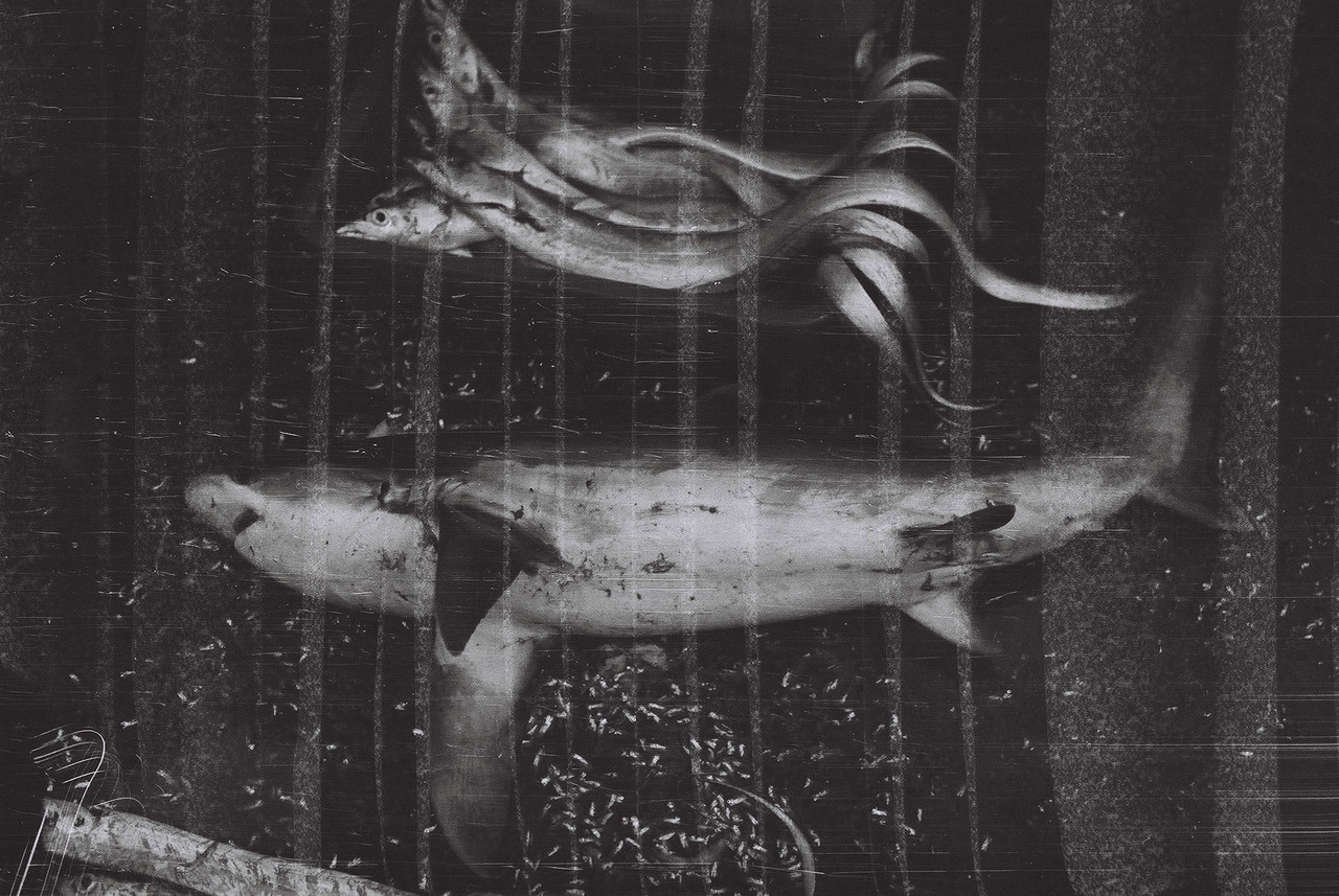 Archillect ID 279838