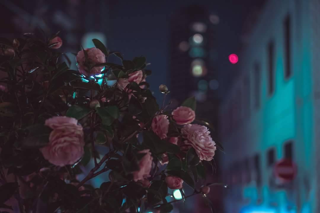 Archillect ID 283367