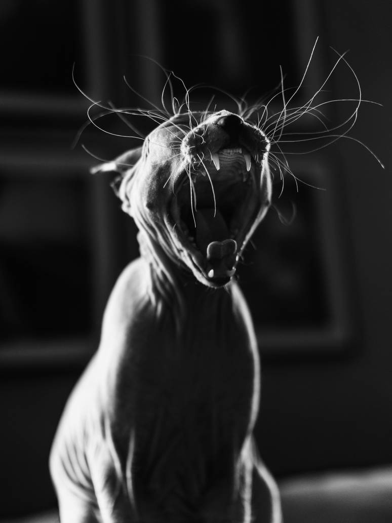 Archillect ID 293449