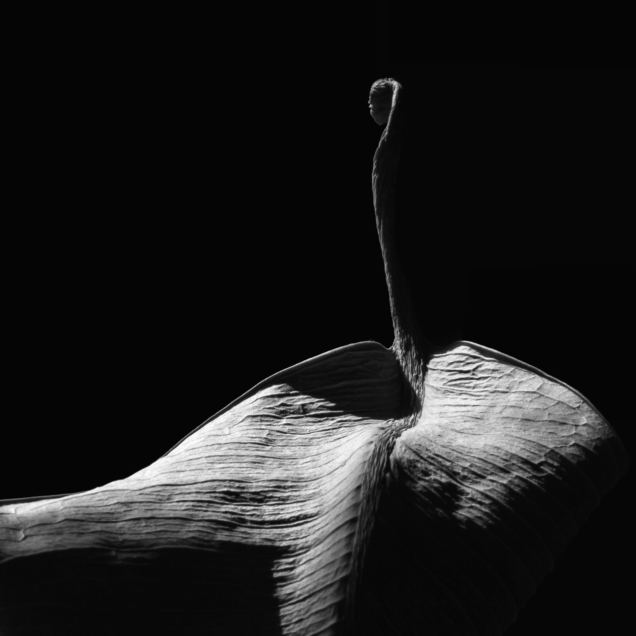 Archillect ID 293769