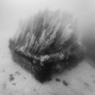 Archillect ID 300588
