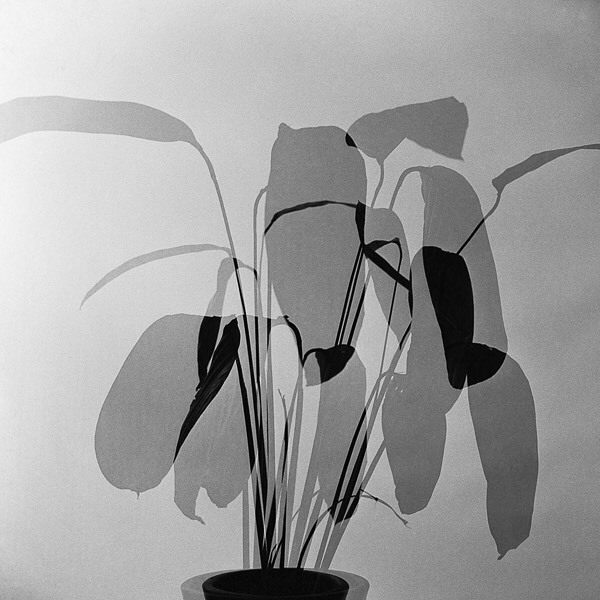 Archillect ID 300621
