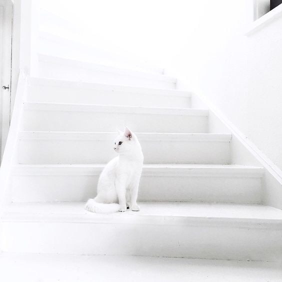 Archillect ID 305446