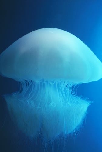 Archillect ID 306229