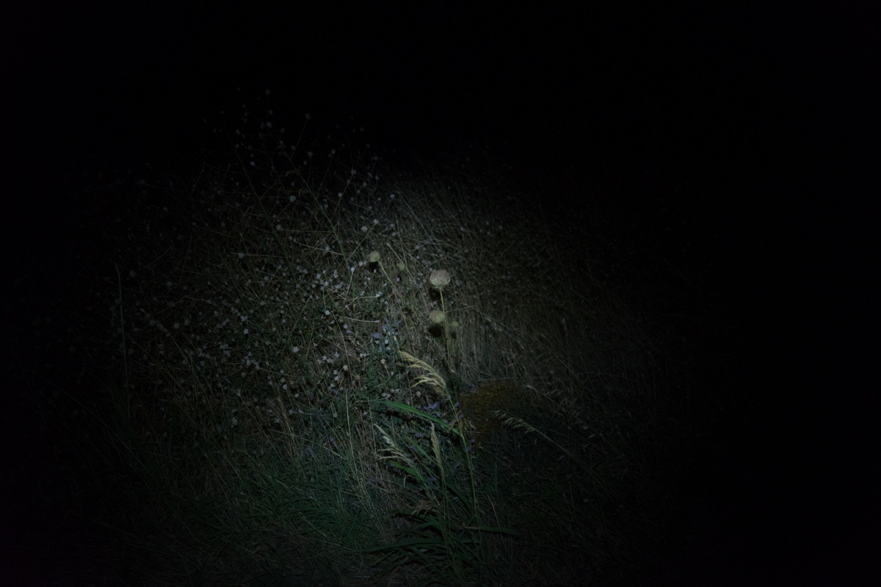 Archillect ID 311691