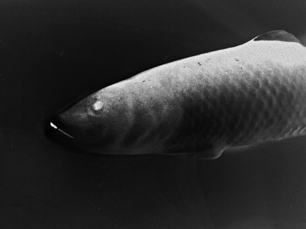 Archillect ID 315455