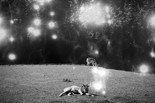 Archillect ID 316156