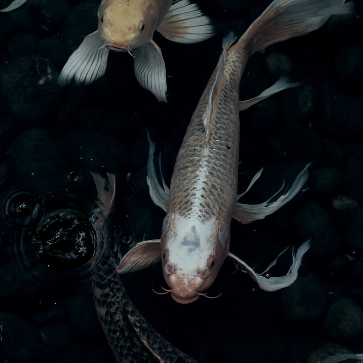 Archillect ID 318662