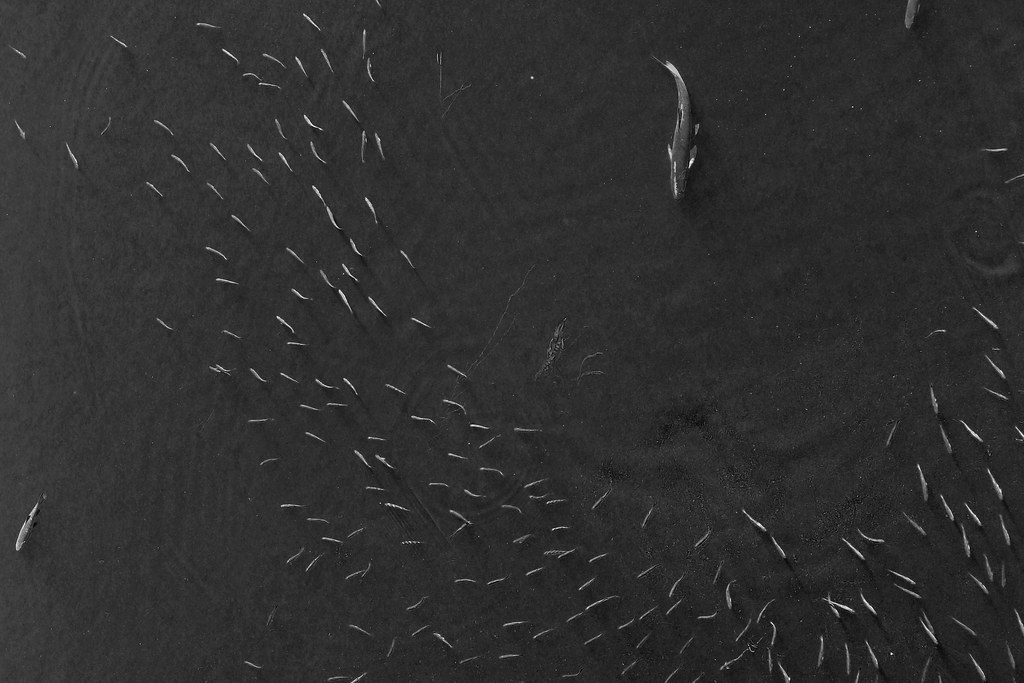Archillect ID 318878