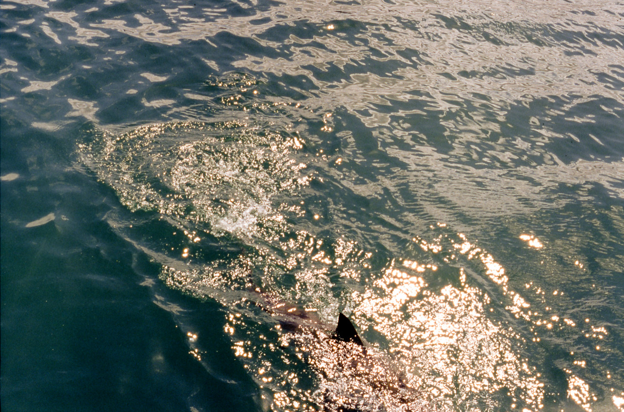 Archillect ID 320391