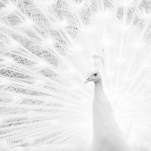 Archillect ID 346676