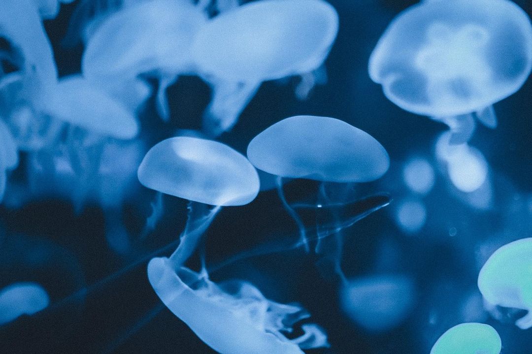 Archillect ID 352954