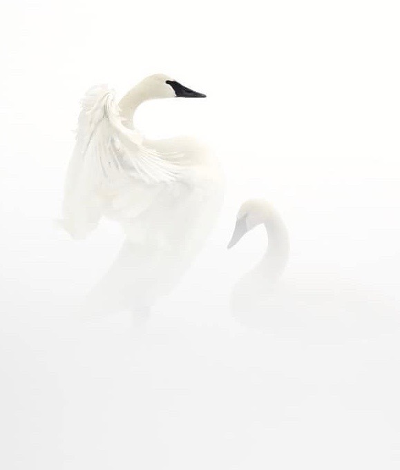 Archillect ID 354279