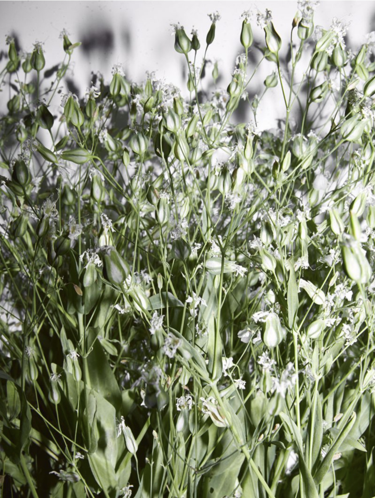 Archillect ID 364119