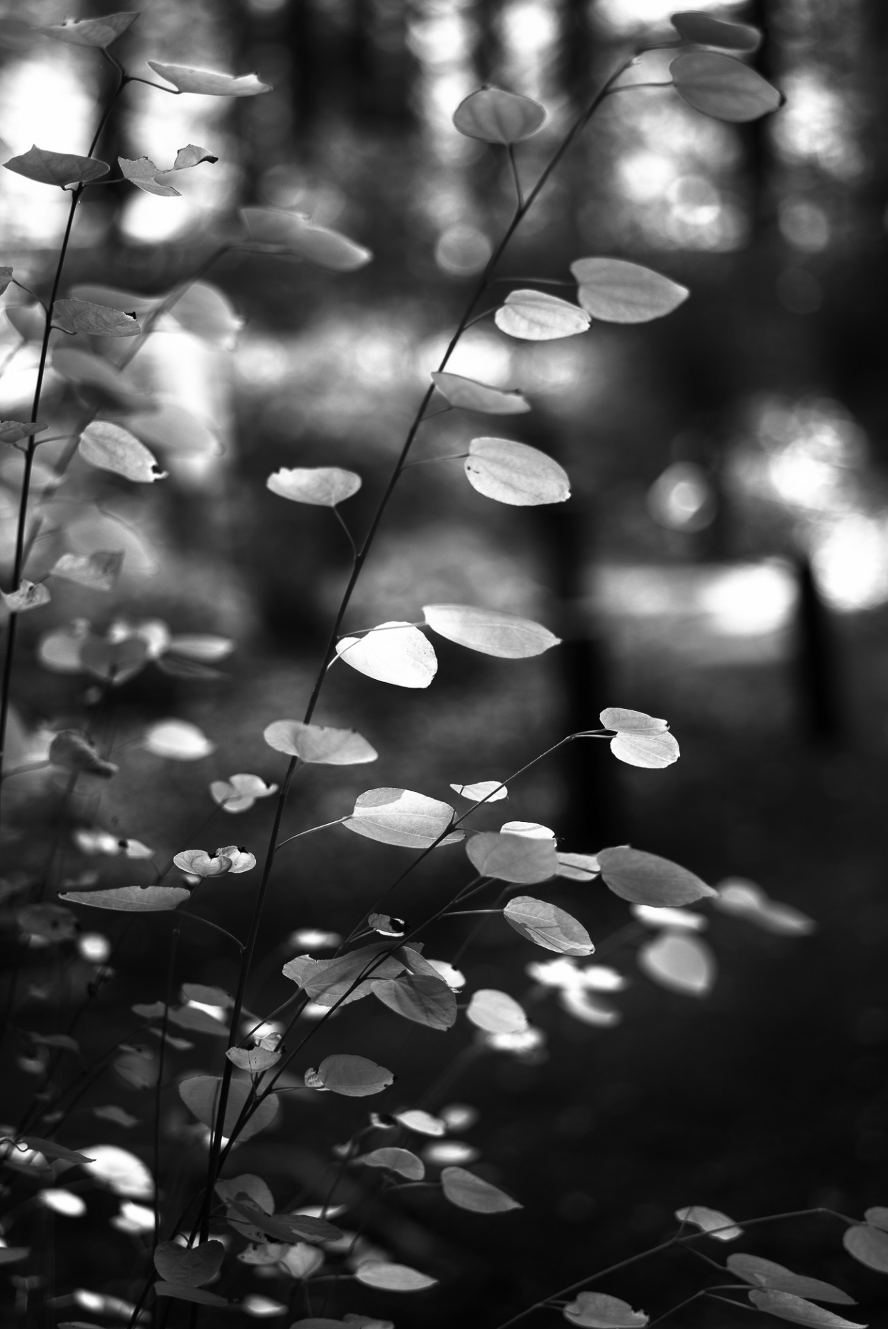 Archillect ID 370973