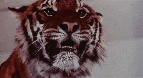 Archillect ID 371077