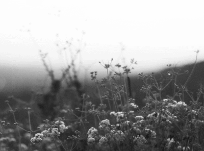 Archillect ID 371121