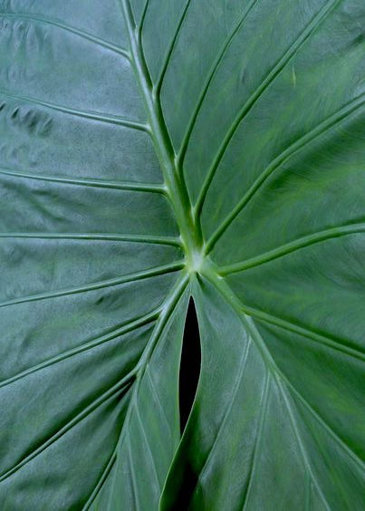 Archillect ID 371161