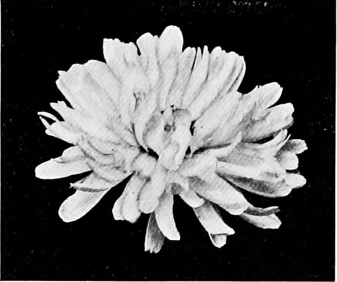 Archillect ID 371361