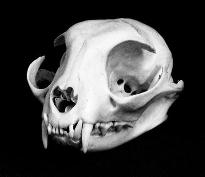 Archillect ID 372085