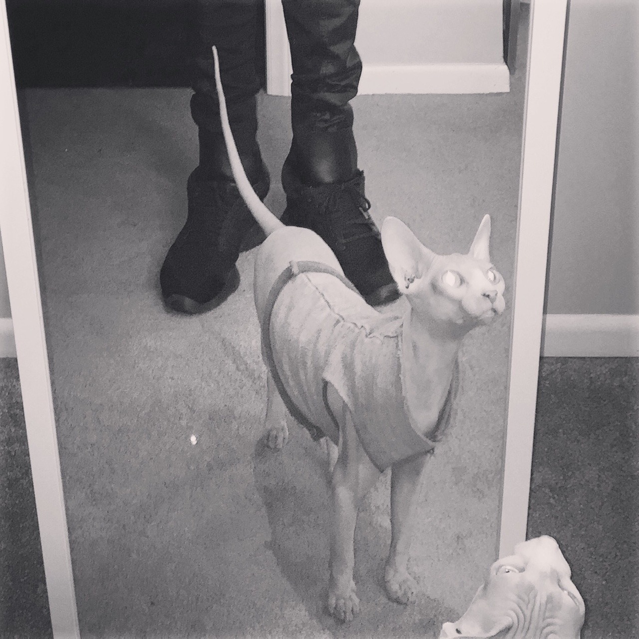 Archillect ID 372351