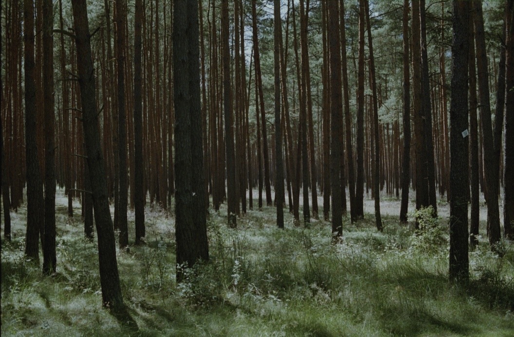 Archillect ID 372747