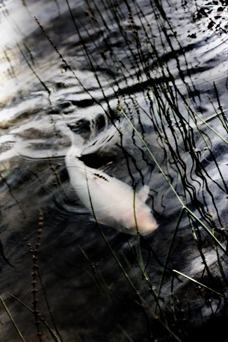 Archillect ID 372888