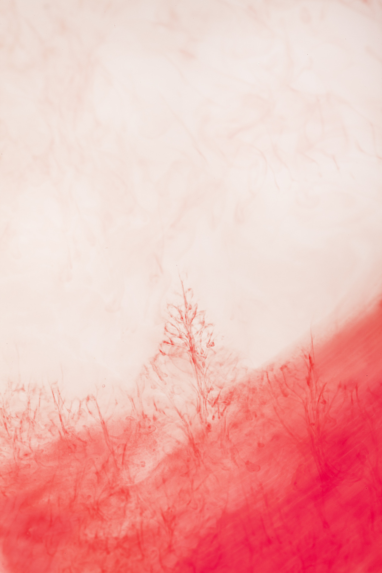 Archillect ID 374102