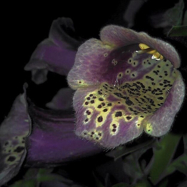 Archillect ID 375542