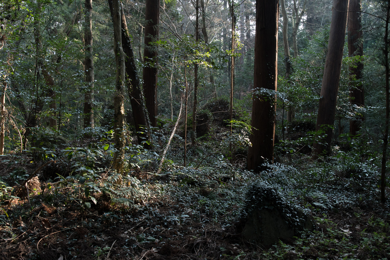 Archillect ID 376006