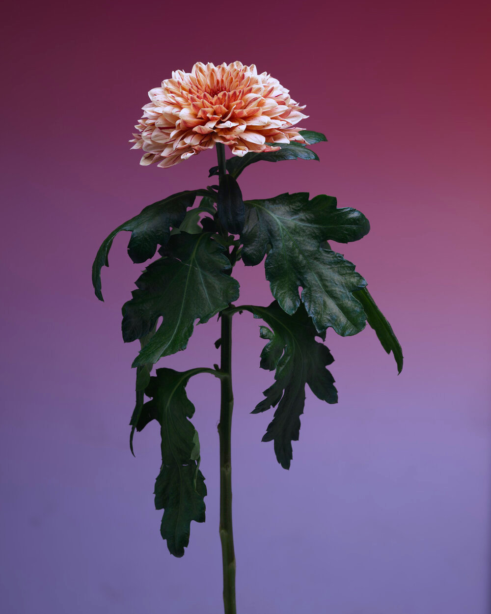 Archillect ID 377294