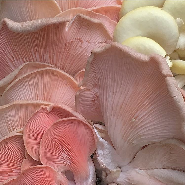 Archillect ID 377728