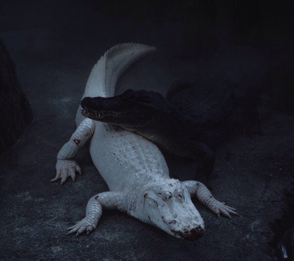 Archillect ID 378527