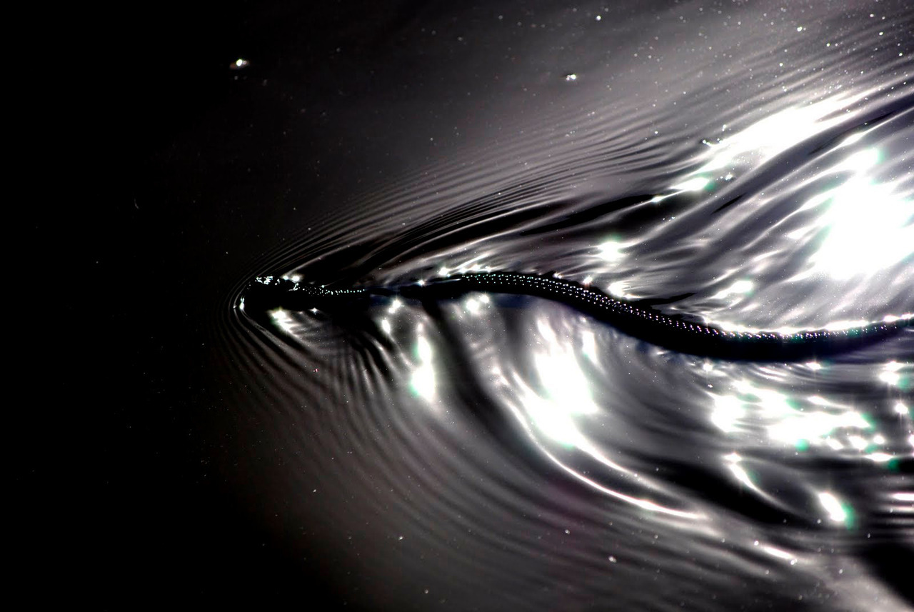 Archillect ID 379029