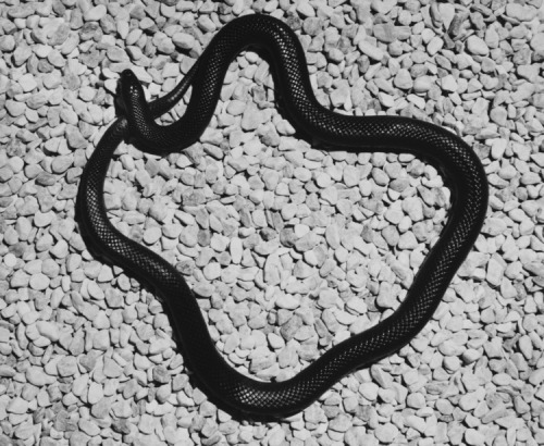 Archillect ID 379186