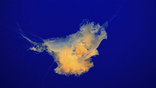 Archillect ID 379339