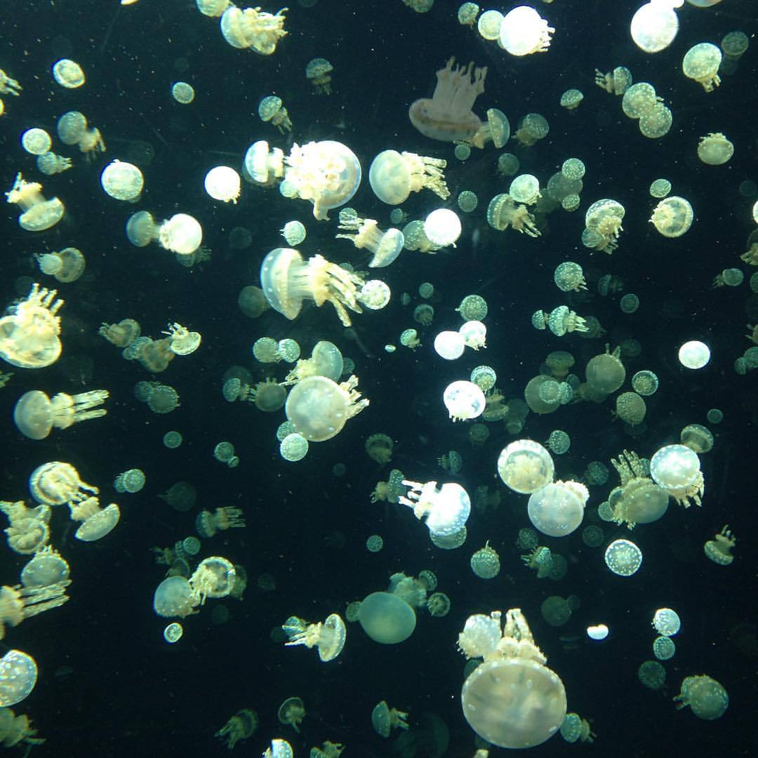 Archillect ID 379644