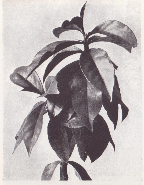 Archillect ID 380438