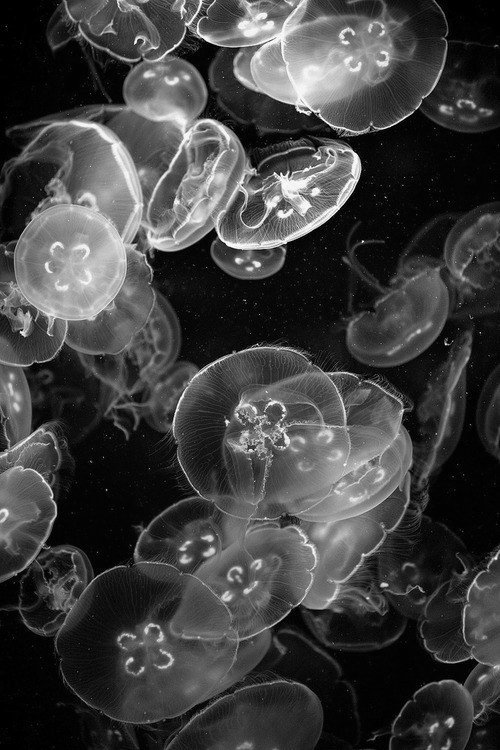 Archillect ID 380466