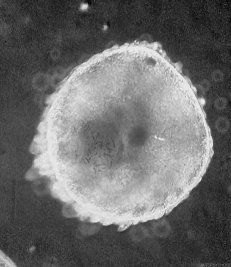 Archillect ID 381523