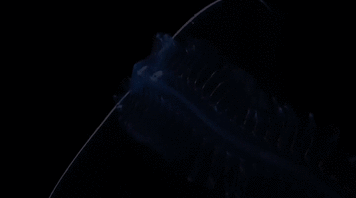 Archillect ID 383550