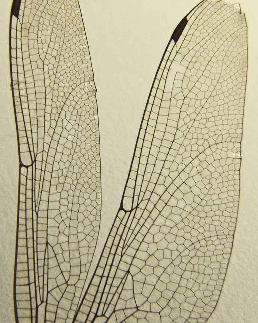 Archillect ID 384687