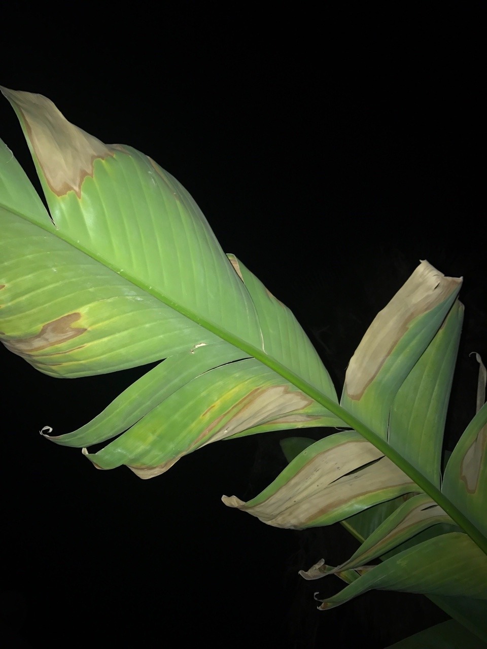 Archillect ID 388462