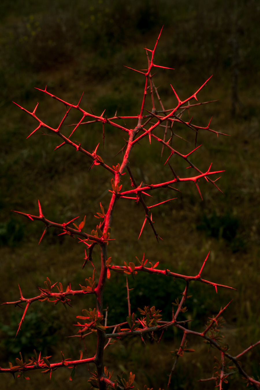 Archillect ID 390506