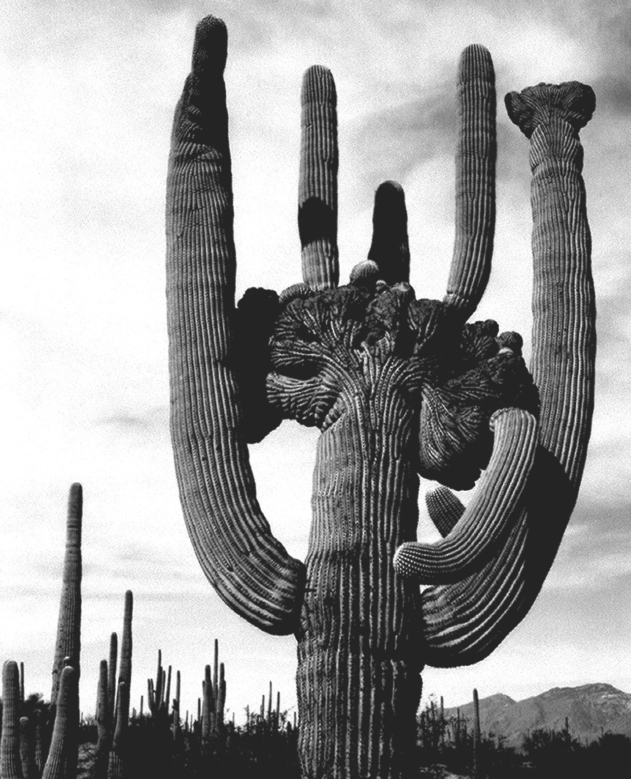 Archillect ID 391119