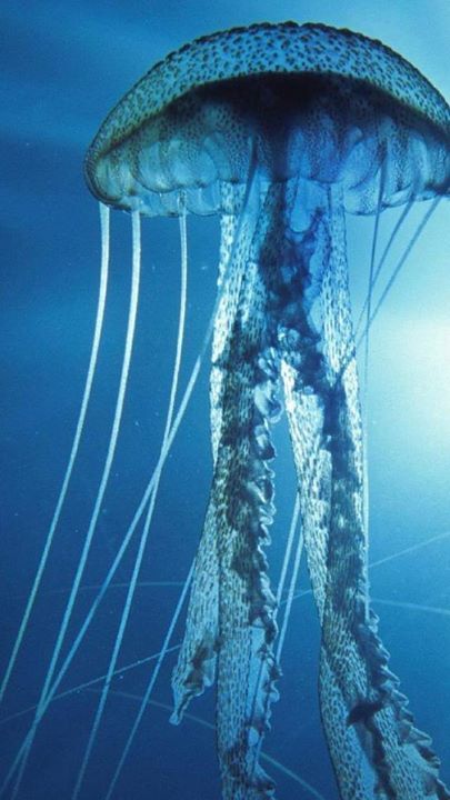 Archillect ID 391314