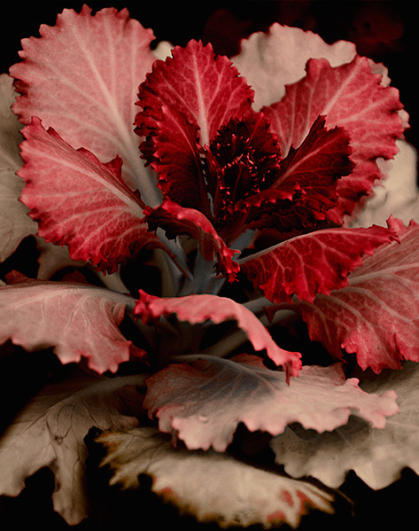 Archillect ID 391363