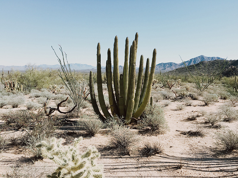 Archillect ID 392705